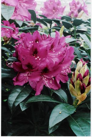 (Purple Slpendour x ponticum)